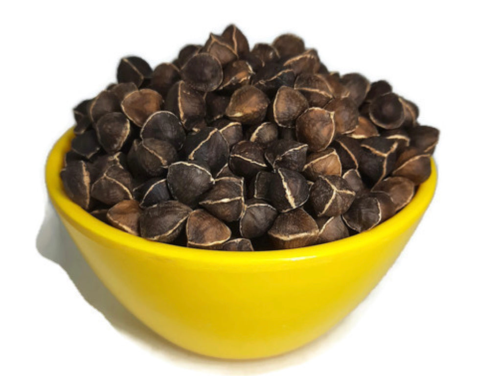 Wingless Moringa Seeds in Bulk at Wholesale Price