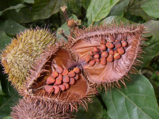 How to Make Achiote Oil and Achiote Paste Using Annatto Seeds