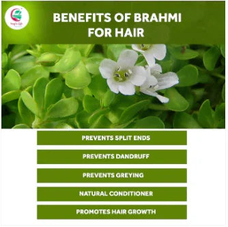 Brahmi Powder: An Ancient Herb for Hair Growth, Scalp Health, and More ...