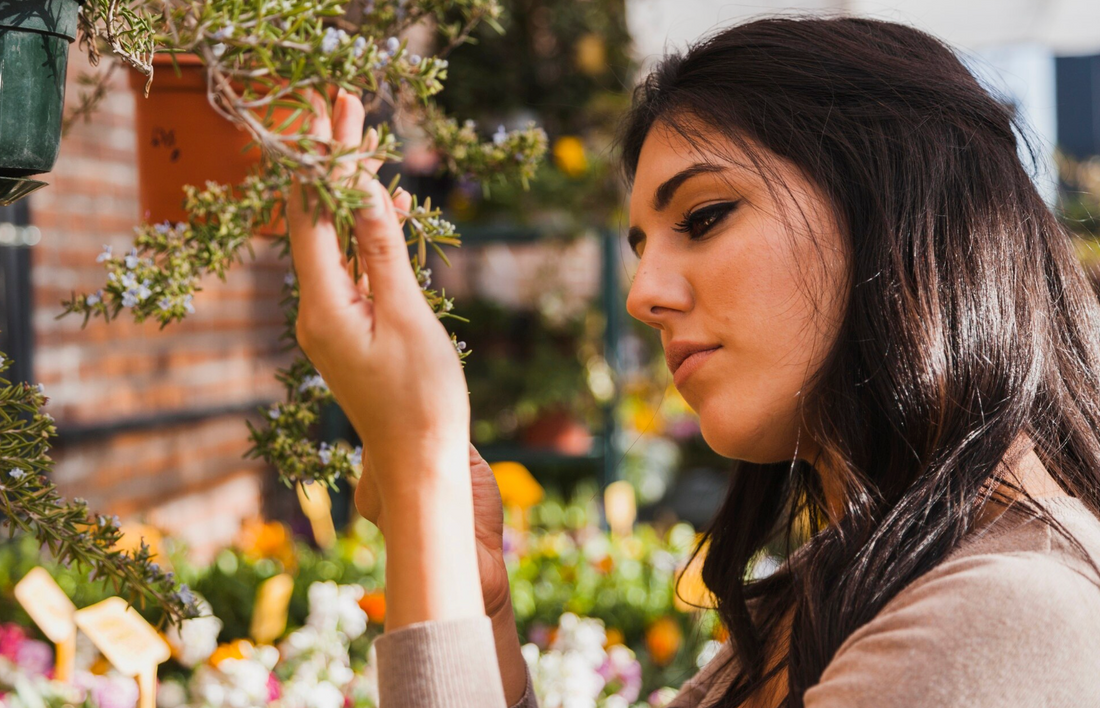 How to Buy Milk Thistle Seeds Without Getting Ripped Off