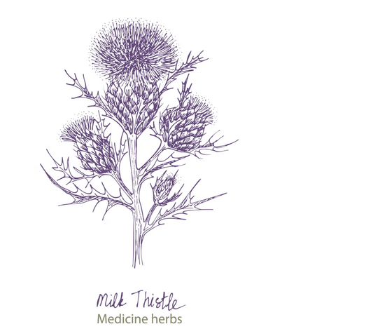 What Is Silymarin? The Compound Behind Milk Thistle Seed