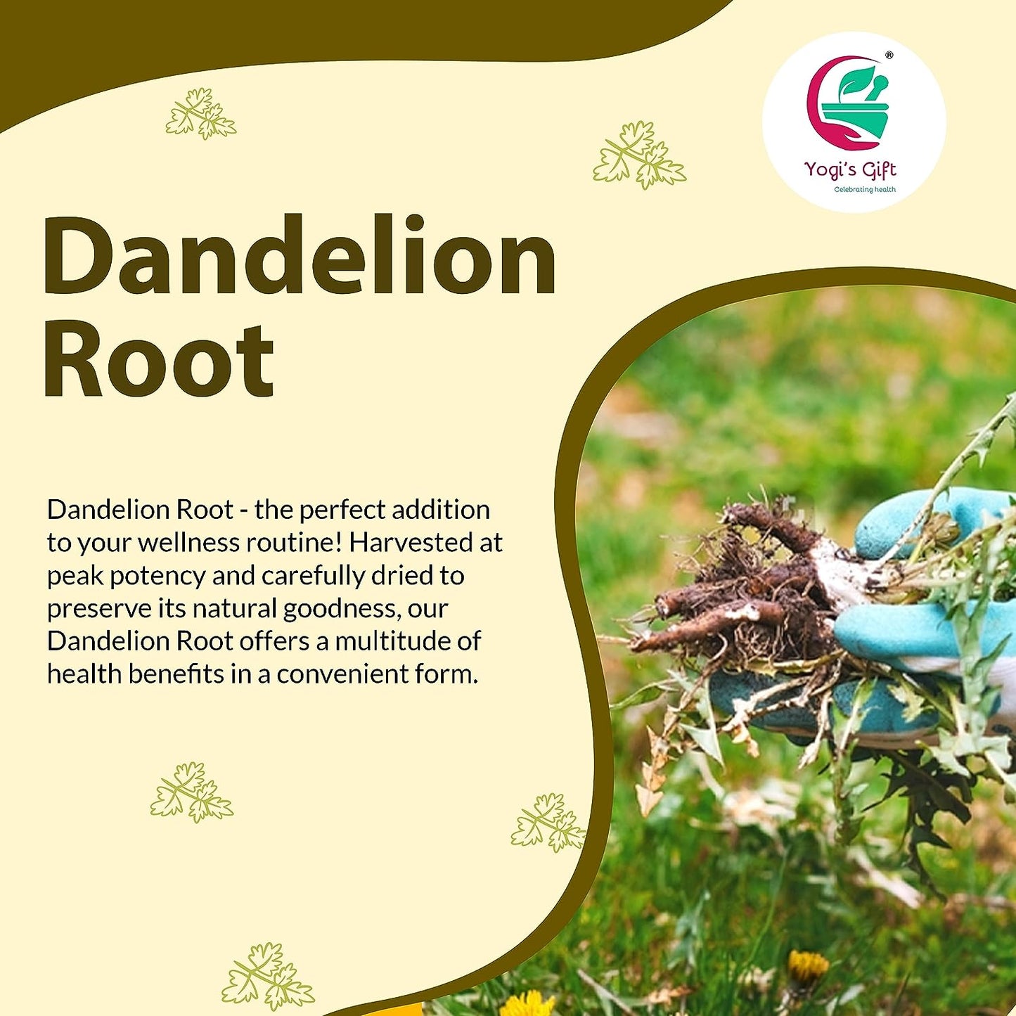 Dandelion Root 1 LB | Raw and Whole Loose root | by Yogi's Gift®